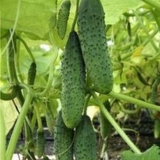 Kako uzgajati krastavce u stakleniku na uralu